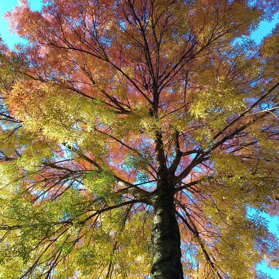 Petites Chroniques des Pays-Bas